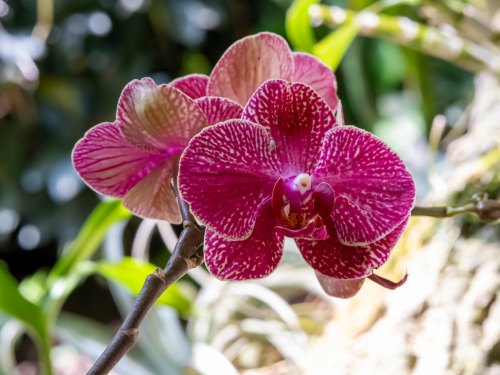  Exotic tropical flowers in Riviera Nayarit – Agave Villas 