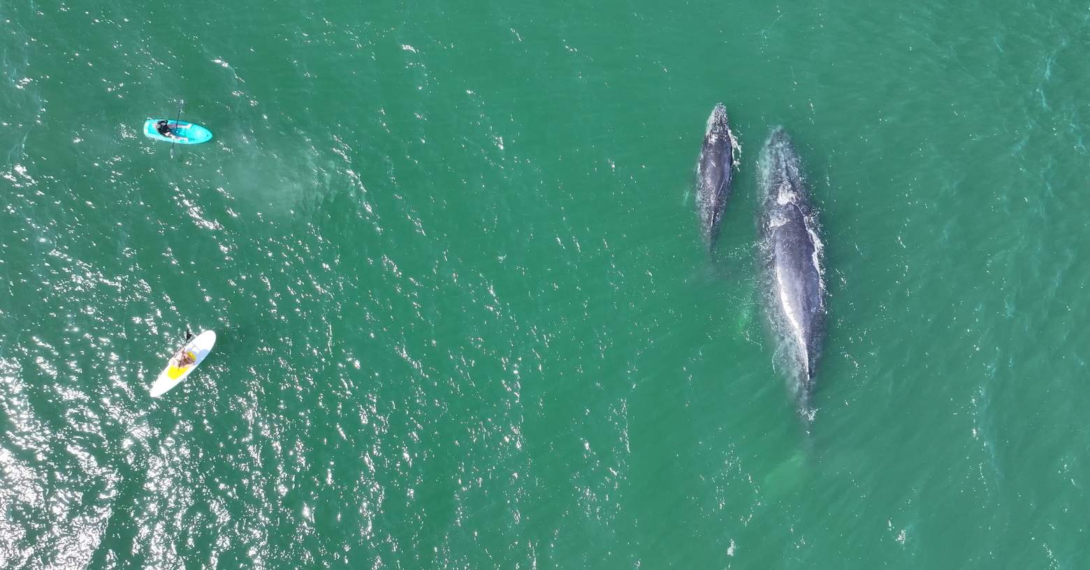 Adventure and Relaxation at Punta Mita – Agave Villas