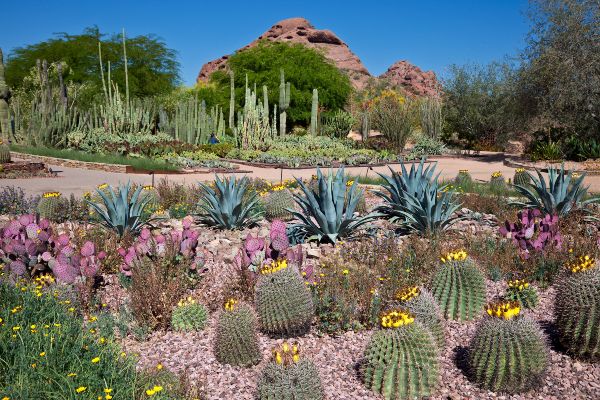 Wirikuta Botanical Garden in Cabo features various types of cacti and succulents.