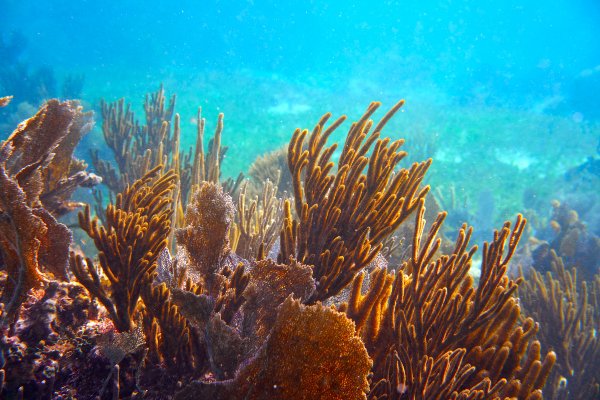 Puerto Morelos Coral Reef – Agave Villas