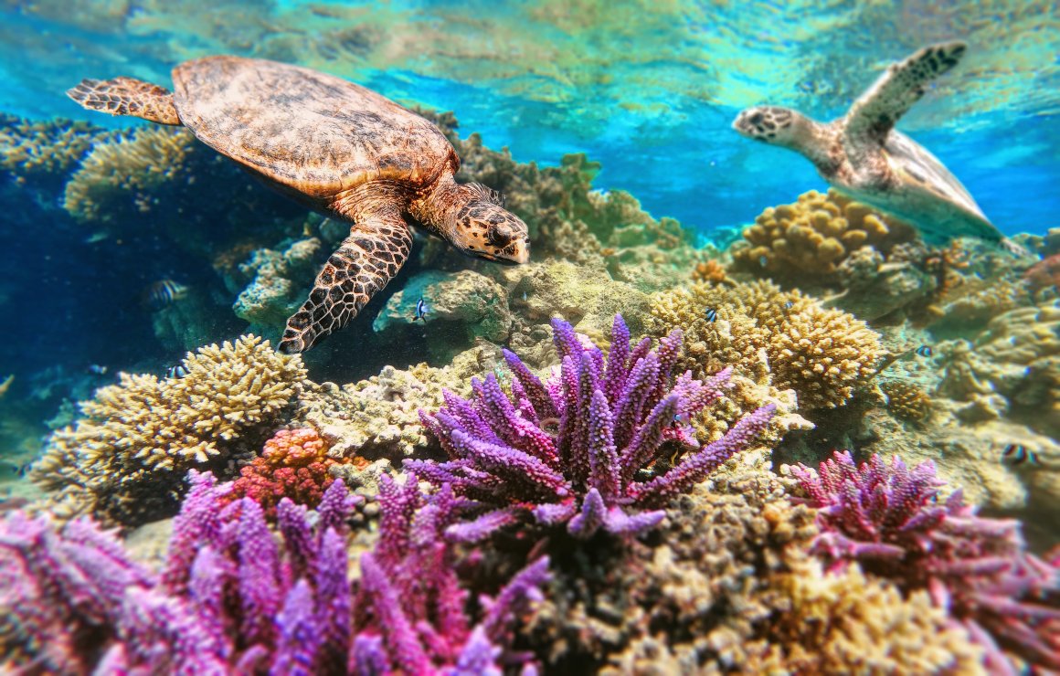 Sea turtles in Sian Ka’an - Agave Villas