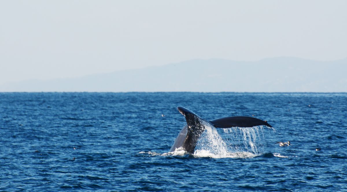 Whale watching in Los Cabos.