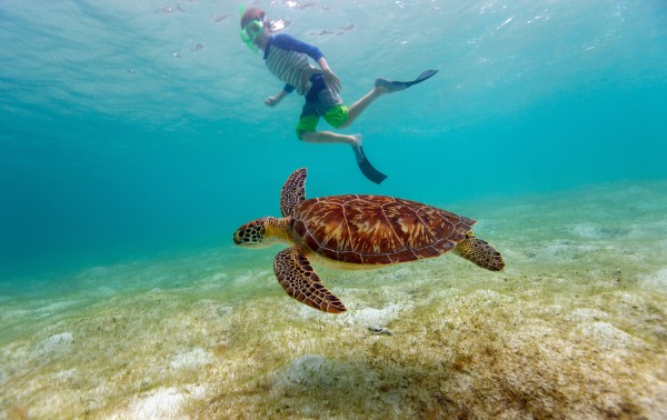 Snorkel with sea turtles at Xpu Ha - Agave Villas