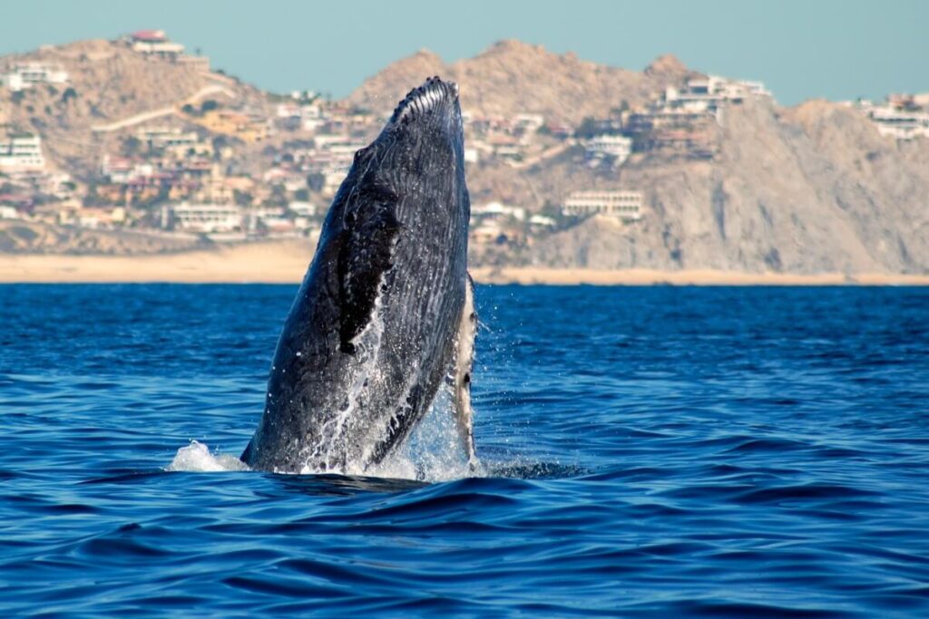 Humpback whale rising from the sea