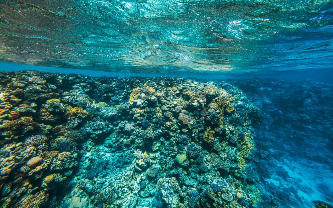 Coral Reef in Tankah Bay - Agave Villas